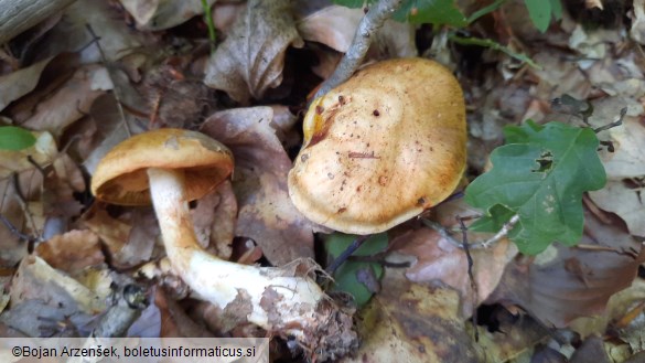 Cortinarius