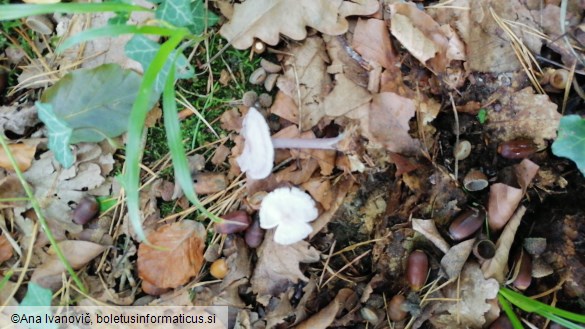 Mycena pura