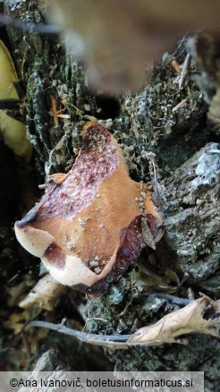 Fistulina hepatica