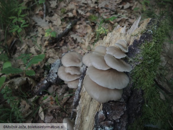 Pleurotus pulmonarius