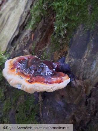 Ganoderma carnosum