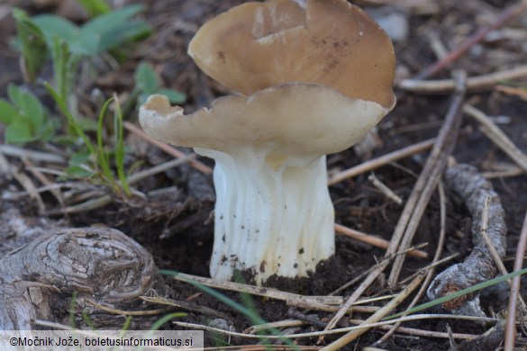 Helvella acetabulum