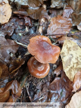 Cortinarius orellanus