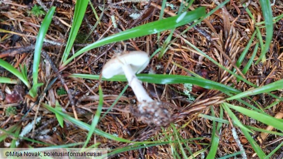 Amanita porphyria