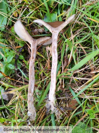 Pseudoclitocybe expallens