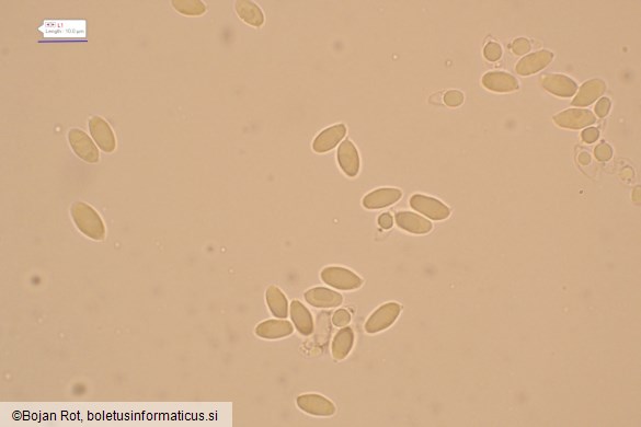 Lyophyllum fibrosipes