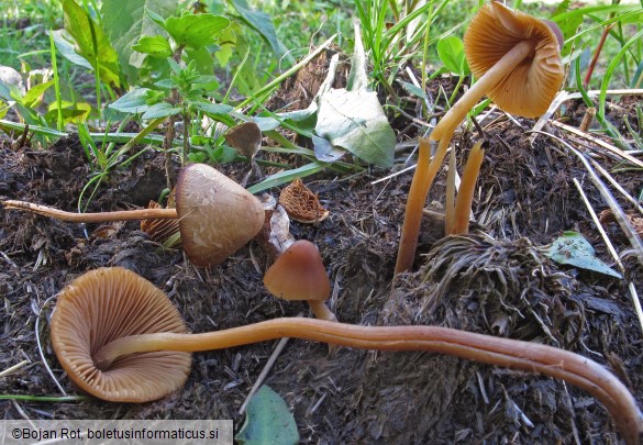 Conocybe macrospora