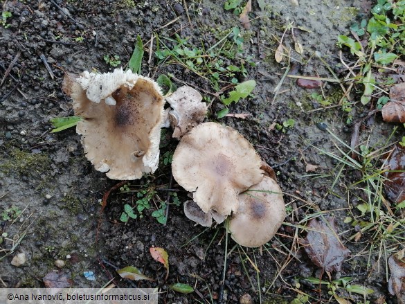 Tricholoma scalpturatum