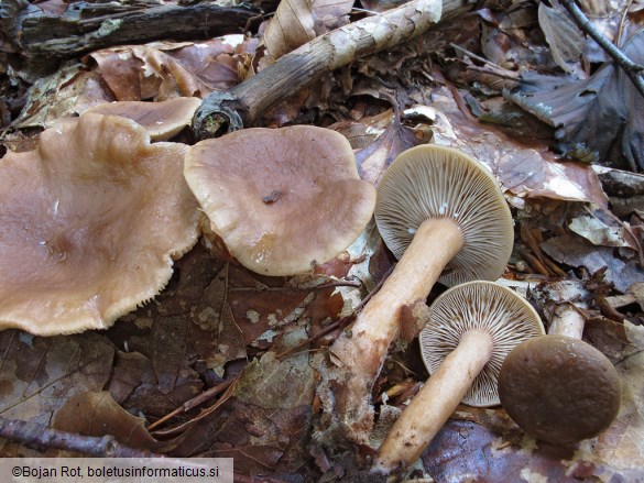 Lactarius subdulcis