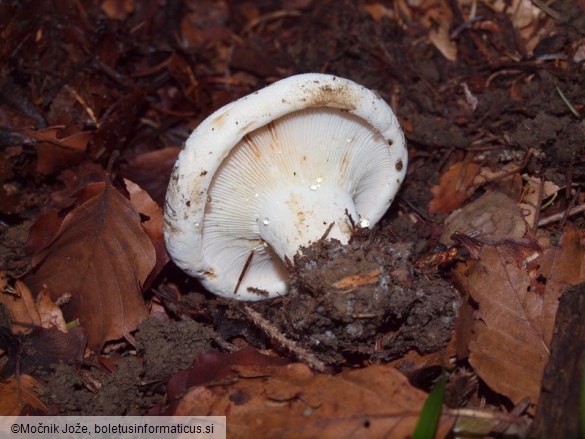 Lactifluus bertillonii