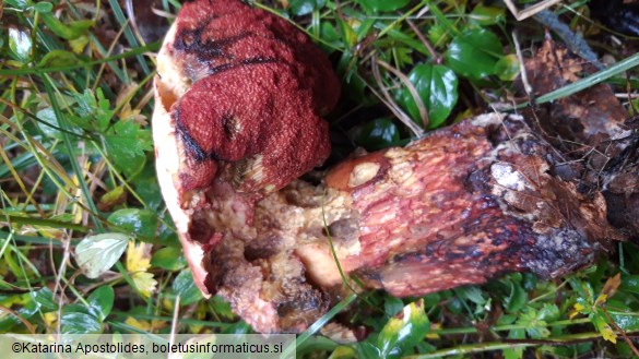 Boletus erythropus