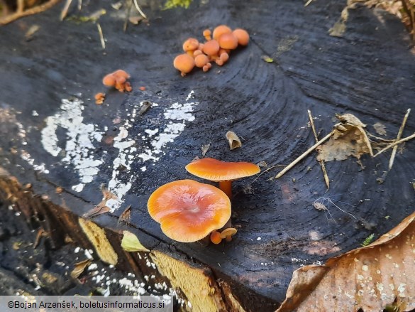 Flammulina velutipes