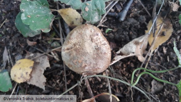 Paxillus involutus