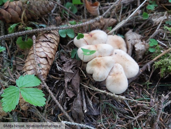 Gymnopus hariolorum