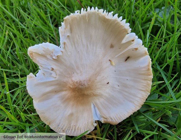 Pseudoporpoloma pes-caprae