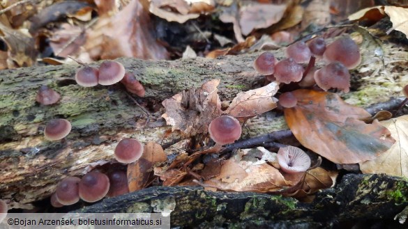 Mycena haematopus