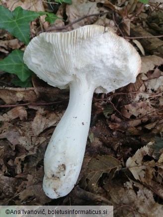 Russula luteotacta