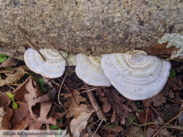 Trametes hirsuta