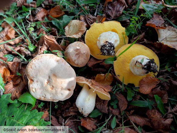 Hemileccinum impolitum