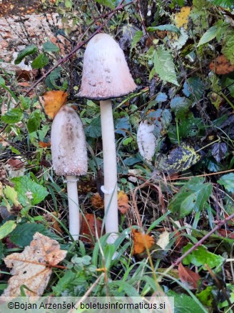 Coprinus comatus