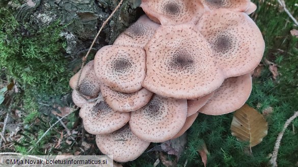 Armillaria ostoyae