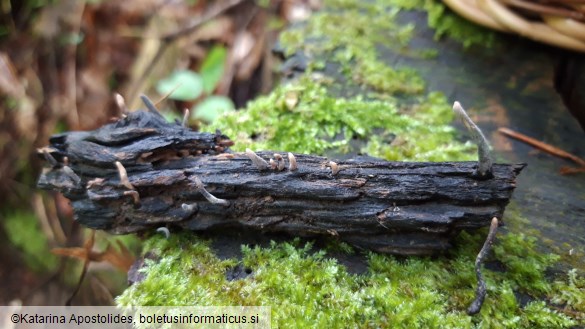 Xylaria longipes