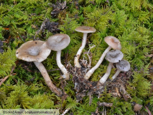 Rhizocybe pruinosa