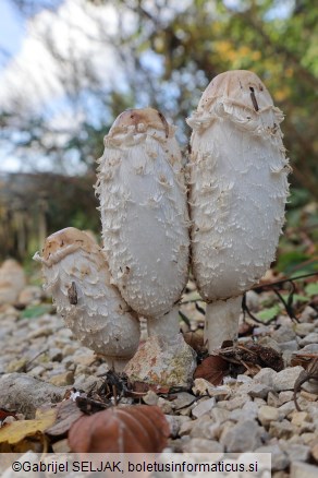 Coprinus comatus