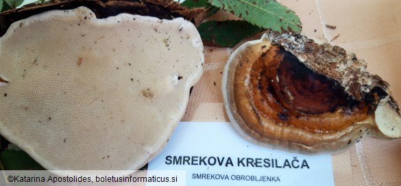 Fomitopsis pinicola