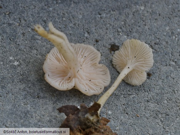 Leucocybe houghtonii