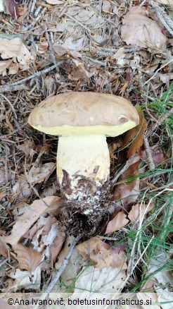 Boletus appendiculatus