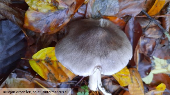 Tricholoma sciodes