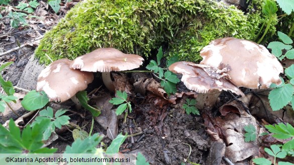 Pluteus cervinus