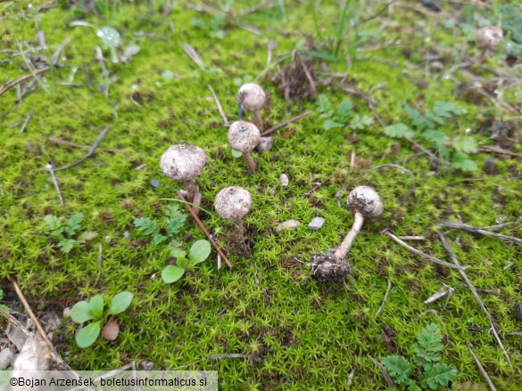 Tulostoma brumale