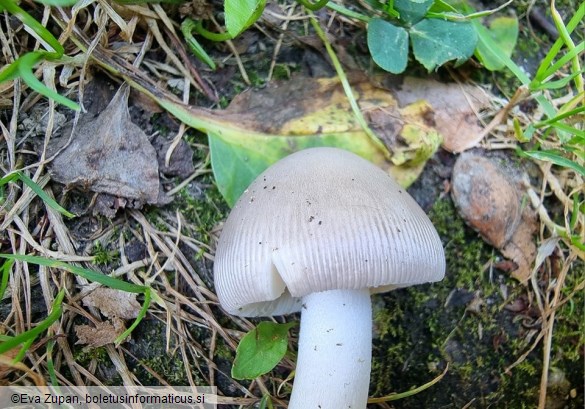 Amanita huijsmanii