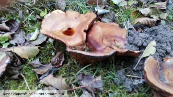 Paxillus involutus