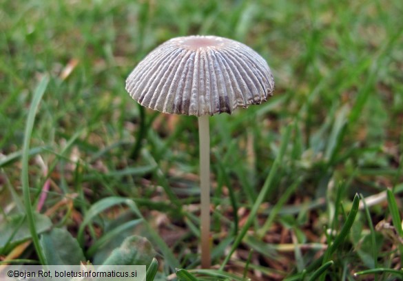 Parasola plicatilis