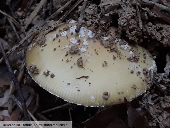 Amanita gemmata