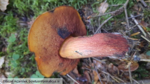 Neoboletus erythropus