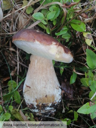 Boletus edulis