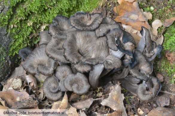 Cantharellus cinereus