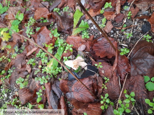 Helvella crispa