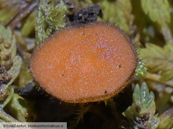 Scutellinia vitreola