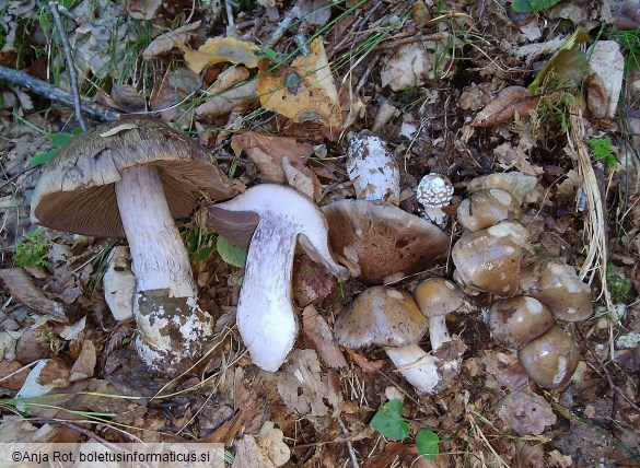 Cortinarius infractus