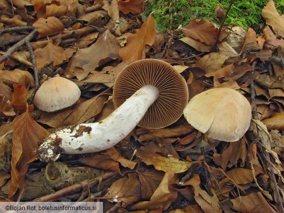 Cortinarius duracinus