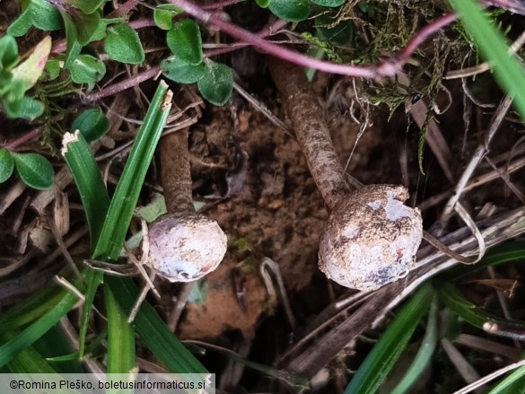 Tulostoma brumale