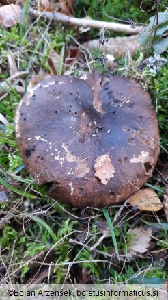 Russula nigricans