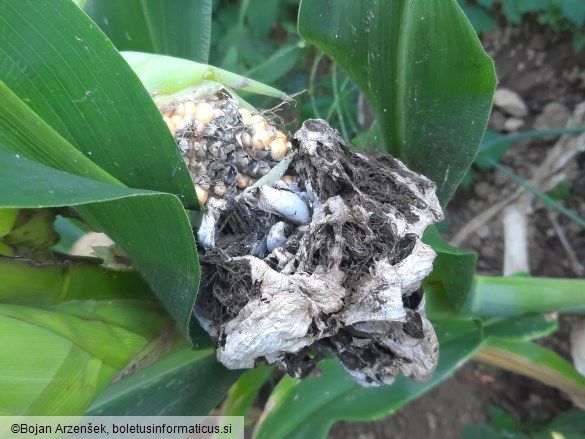 Mycosarcoma maydis
