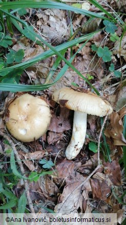 Russula grata