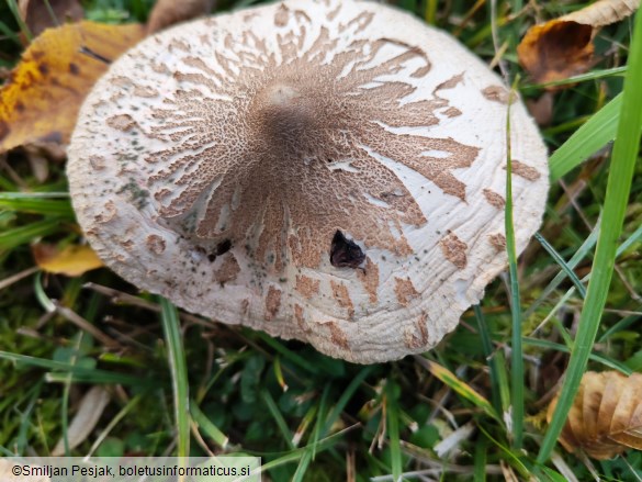 Macrolepiota mastoidea